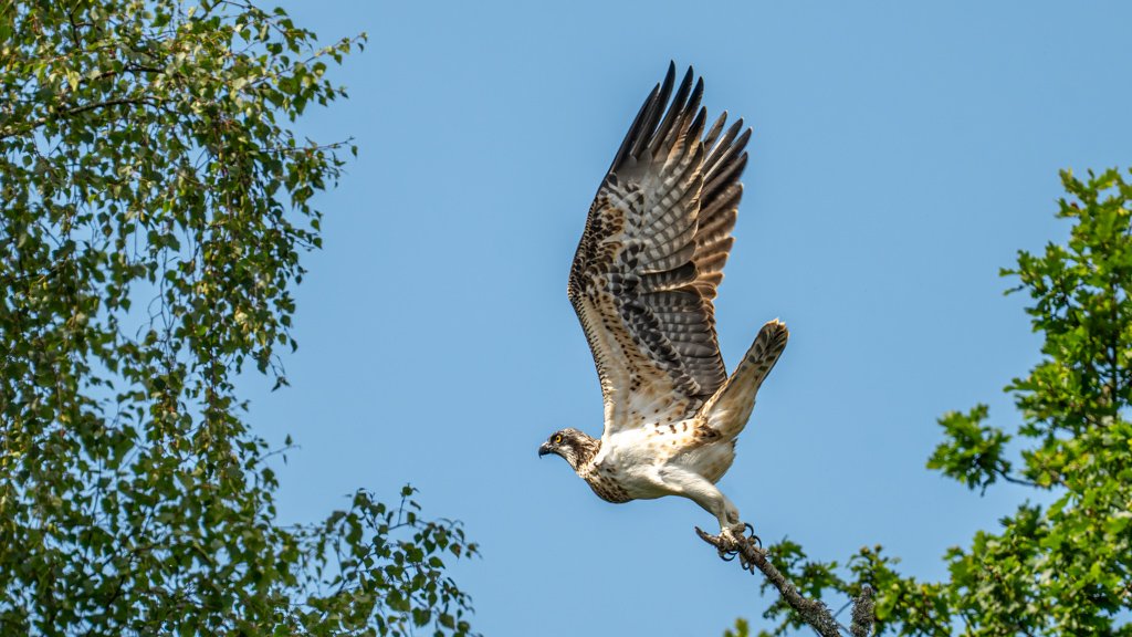 Fischadler startet von einem Ast in den blauen Himmel, detailreiche Gefiederzeichnung im Flug.