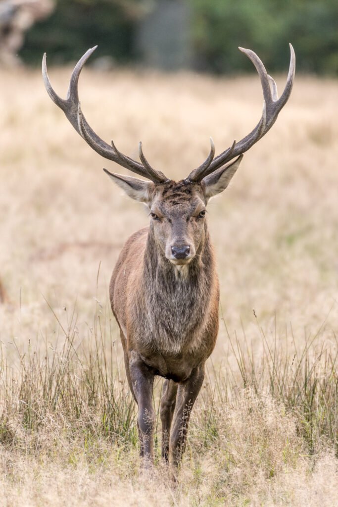 Ein majestätischer Rothirsch blickt frontal in die Kamera, beeindruckendes Geweih vor unscharfem Naturhintergrund, ausdrucksstarkes Tierporträt.