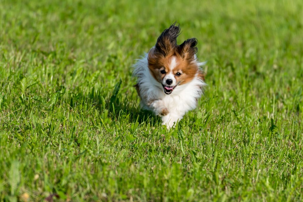 Ein Papillon-Hund rennt mit hoher Geschwindigkeit über eine grüne Wiese, perfekt eingefrorene Bewegung in der Tierfotografie.