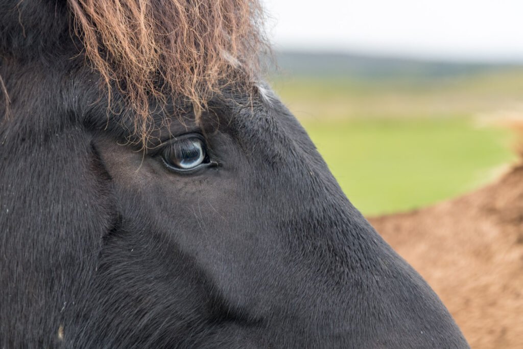 Detailaufnahme eines Islandpferdes mit Fokus auf das klare, blau-graue Auge und die struppige Mähne, ausdrucksstarkes Tierporträt.