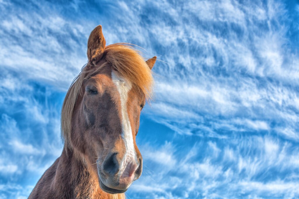 Ein Islandpferd blickt mit geschlossenen Augen in die Kamera, im Hintergrund ein dramatischer, blau-weißer Wolkenhimmel, ausdrucksstarkes Tierporträt.