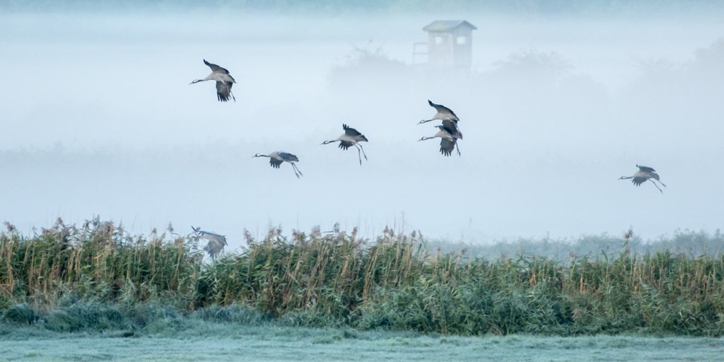 Kraniche im Anflug im Nebel bei Morgengrauen, atmosphärische Tierfotografie in Pastelltönen.