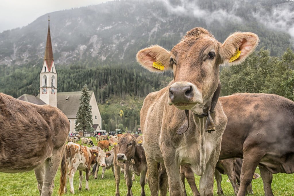 Eine braune Kuh blickt neugierig Richtung Kamera, im Hintergrund eine Kirche und bewölkte Berge, ausdrucksstarkes Tierporträt aus den Alpen.
