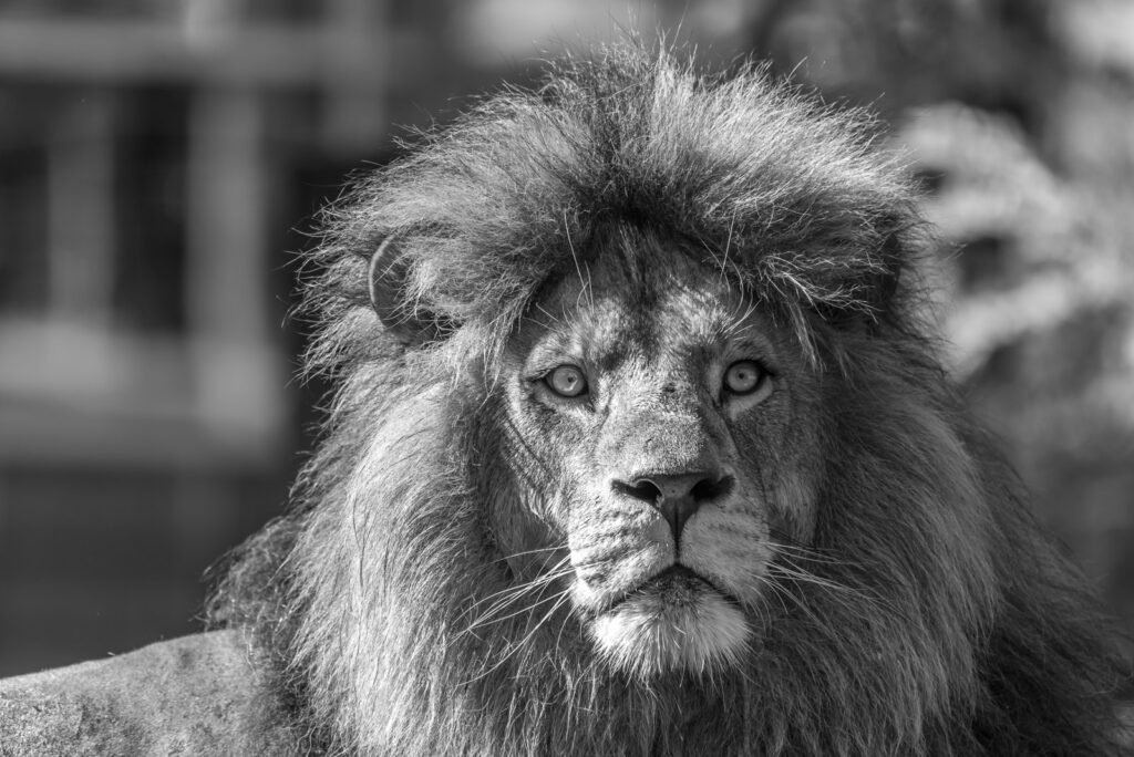 Frontale Nahaufnahme eines Löwen mit prachtvoller Mähne in Schwarz-Weiß, Fokus auf den charakterstarken Blick.