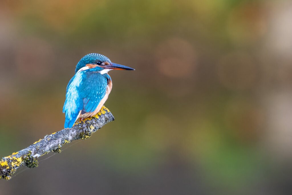 Ein leuchtend blauer Eisvogel sitzt auf einem diagonalen, mit gelben Flechten bewachsenen Ast vor einem sanft verlaufenden, cremefarbenen Hintergrund.