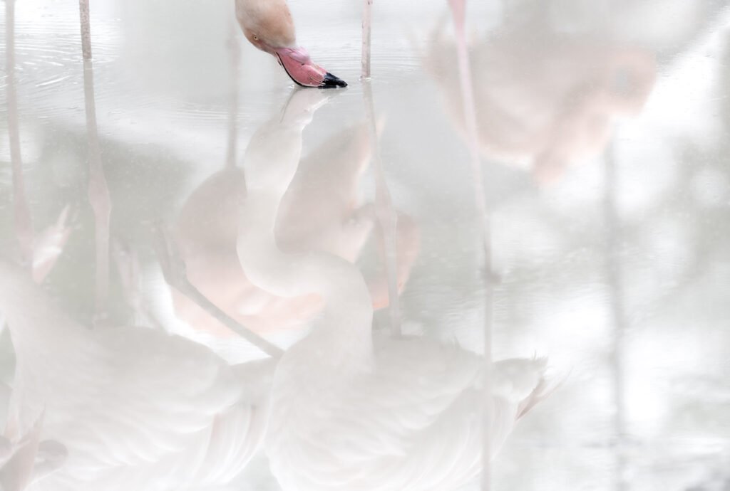 Ein Flamingo spiegelt sich in einer hellen, fast weißen Wasserfläche, minimalistische High-Key-Fotografie mit sanften Rosatönen.