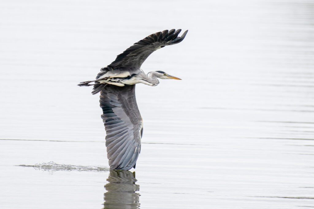 Ein Graureiher erhebt sich mit weit ausgebreiteten Flügeln von einer hellen Wasserfläche, minimalistische High-Key-Aufnahme mit Fokus auf die Flugbewegung.