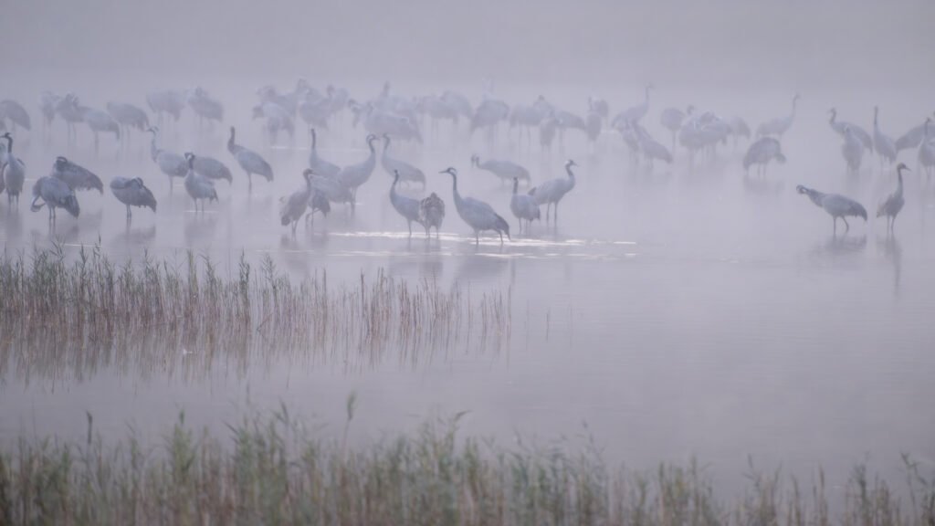 Eine Gruppe von Kranichen steht im flachen Wasser inmitten von dichtem Morgennebel, weiche violett-graue Farbtöne, minimalistische Komposition.