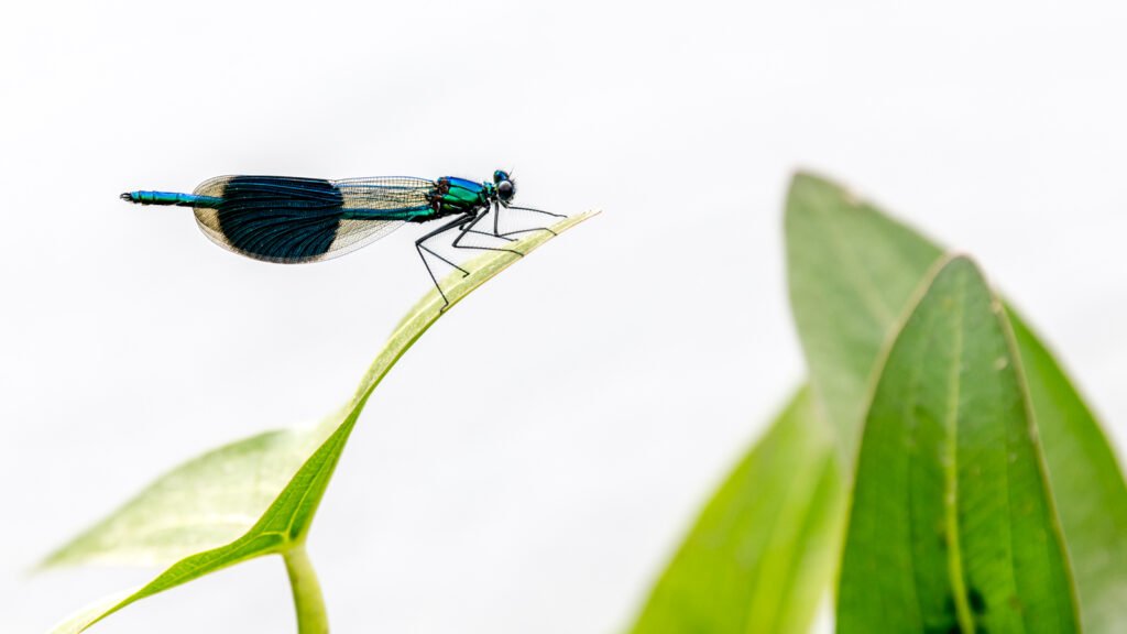 Eine blau-grün schimmernde Prachtlibelle sitzt auf einer Blattspitze vor einem fast rein weißen Hintergrund, minimalistische Makroaufnahme.