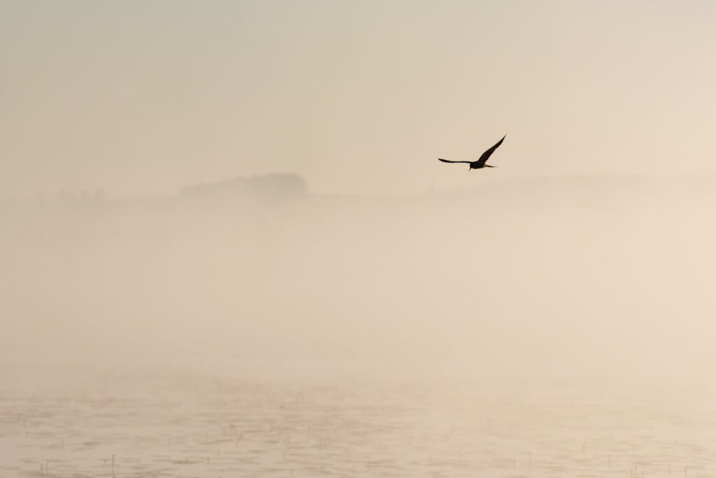 Ein kleiner Vogel fliegt einsam über einer nebligen Wasserfläche in minimalistischer Komposition, sanfte Beigetöne.