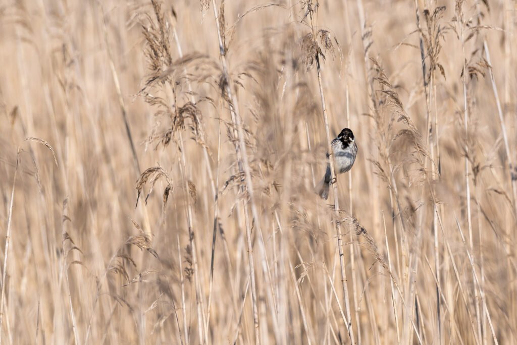Ein kleiner Vogel klammert sich an einen Schilfhalm inmitten einer dichten, farblich homogenen Struktur aus trockenem Schilf, minimalistische Naturfotografie.