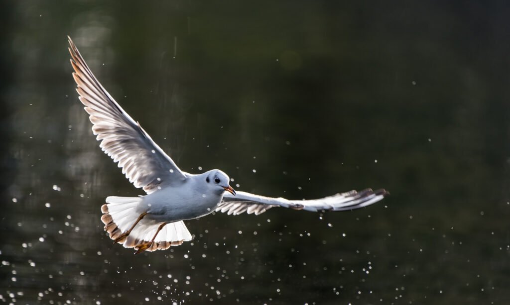 Eine Möwe im Flug über dunklem Wasser, die von hinten durch die Sonne beleuchtet wird, mit glitzernden Wassertropfen in der Luft.