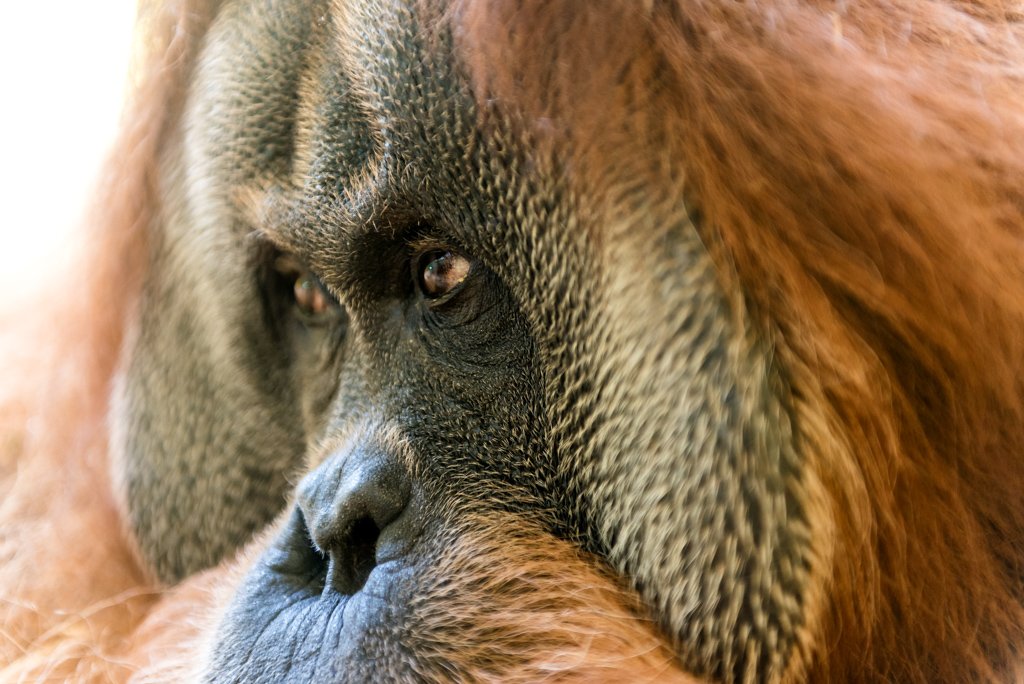 Nahaufnahme eines Orang-Utans im Profil mit Fokus auf dem nachdenklichen Auge und der detailreichen Haarstruktur.