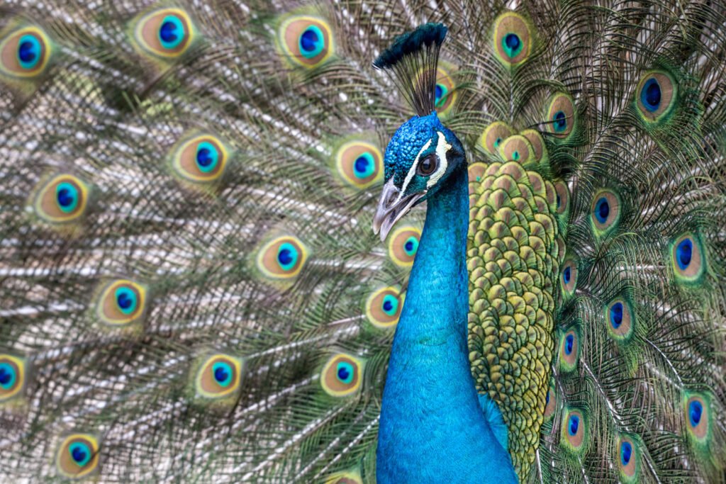 Nahaufnahme eines Pfaus mit aufgeschlagenem Rad, der blaue Hals und der Kopf mit Federkrone sind scharf abgebildet, farbenprächtiges Tierporträt.