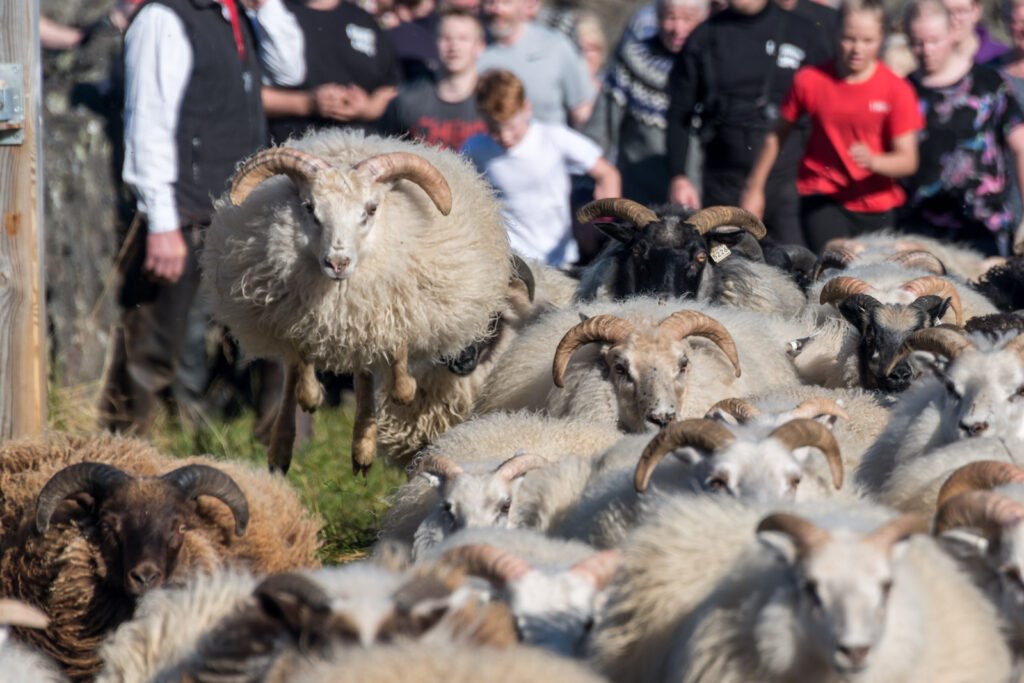 Eine große Herde von Schafen mit markanten Hörnern im Lauf, ein Schaf springt dynamisch aus der Menge hervor, Action-Tierfotografie.