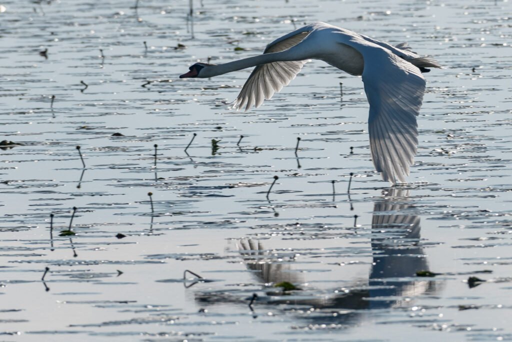 Ein Schwan fliegt flach über eine Wasseroberfläche mit Seerosen, im Hintergrund spiegelt sich der Vogel im Wasser, Action-Tierfotografie.