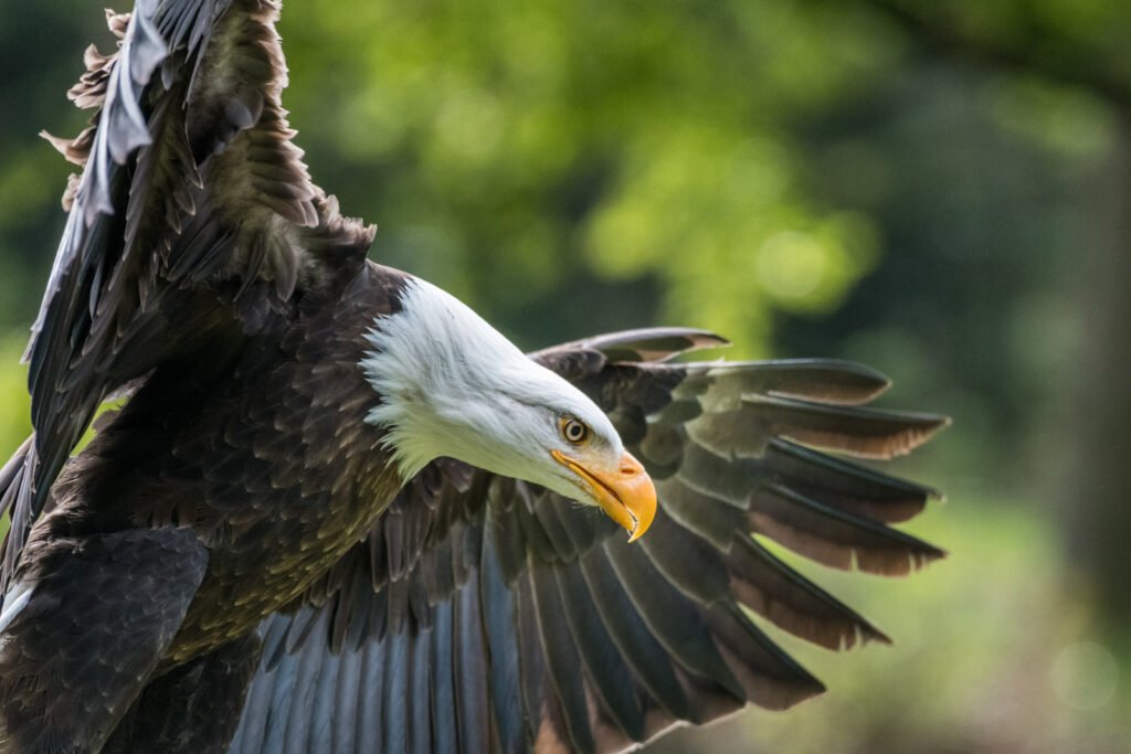 Ein Seeadler im direkten Anflug auf die Kamera mit weit ausgebreiteten Schwingen, eindrucksvolle Action-Tierfotografie.