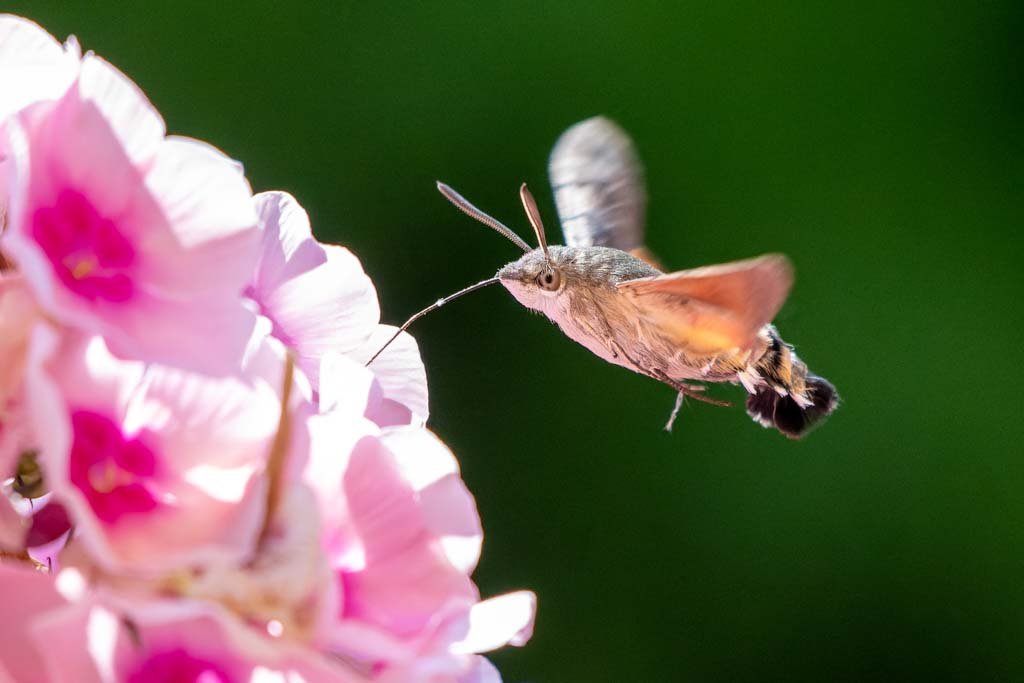 Taubenschwänzchen im Flug bei der Nahrungsaufnahme an einer Blüte, optimiert mit DxO DeepPRIME bei ISO 5000.