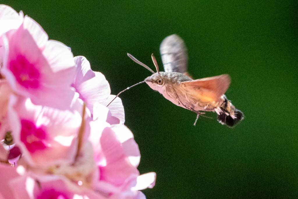 Taubenschwänzchen im Flug bei der Nahrungsaufnahme an einer Blüte, bei ISO 5000 und 1/4000sec.