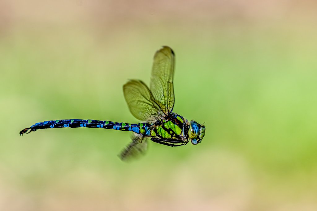 Nahaufnahme einer blau-grünen Mosaikjungfer im Flug vor einem unscharfen grünen Hintergrund, Demonstration von High-Speed-Autofokus und Makrotechnik.