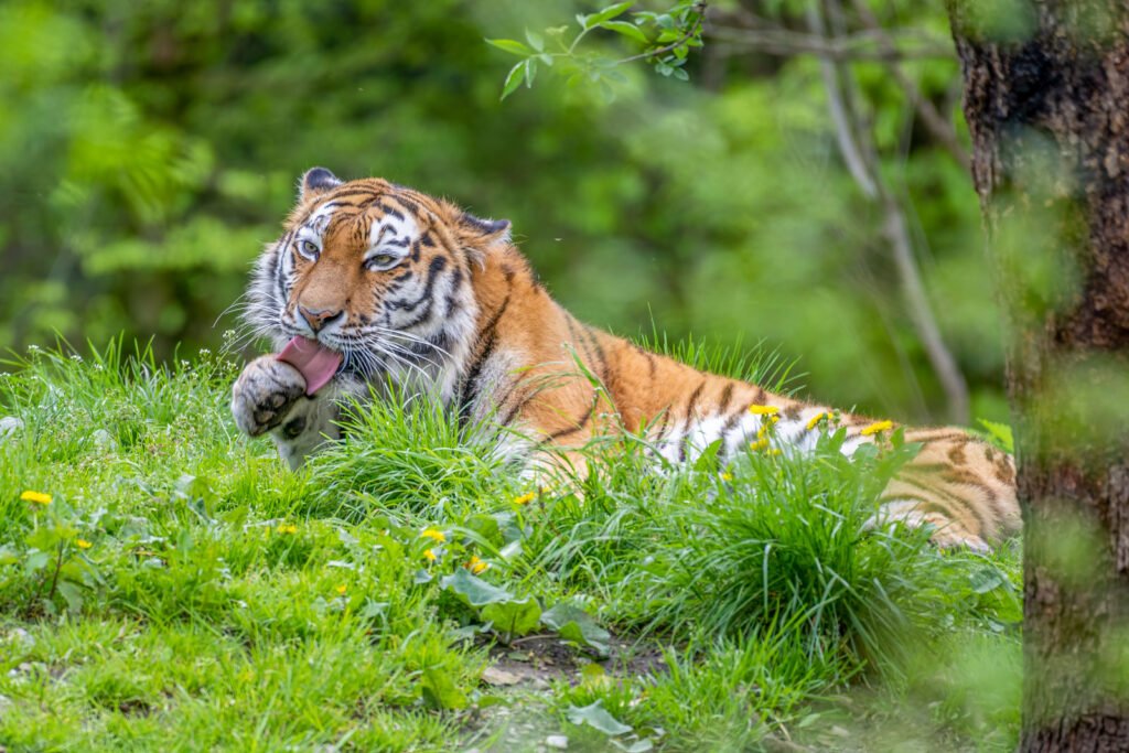 Ein sibirischer Tiger liegt im grünen Gras und leckt sich die Pfote, Fokus auf das Gesicht und die Zunge, ausdrucksstarkes Tierporträt.
