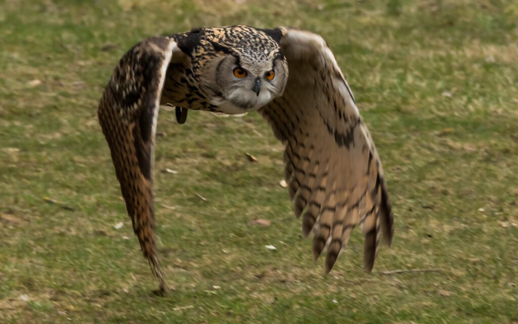 Ein Uhu fliegt extrem niedrig über den Boden, die Flügel sind weit nach unten geschlagen, fokussierte Tierfotografie einer Eule.