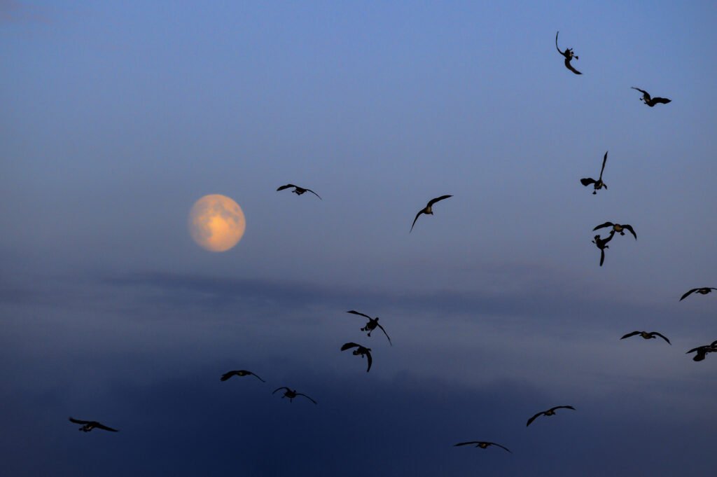 Eine Gruppe von Vögeln fliegt bei Nacht im Silhouetten-Stil vor einem großen, leuchtenden Vollmond, stimmungsvolle Tierfotografie.