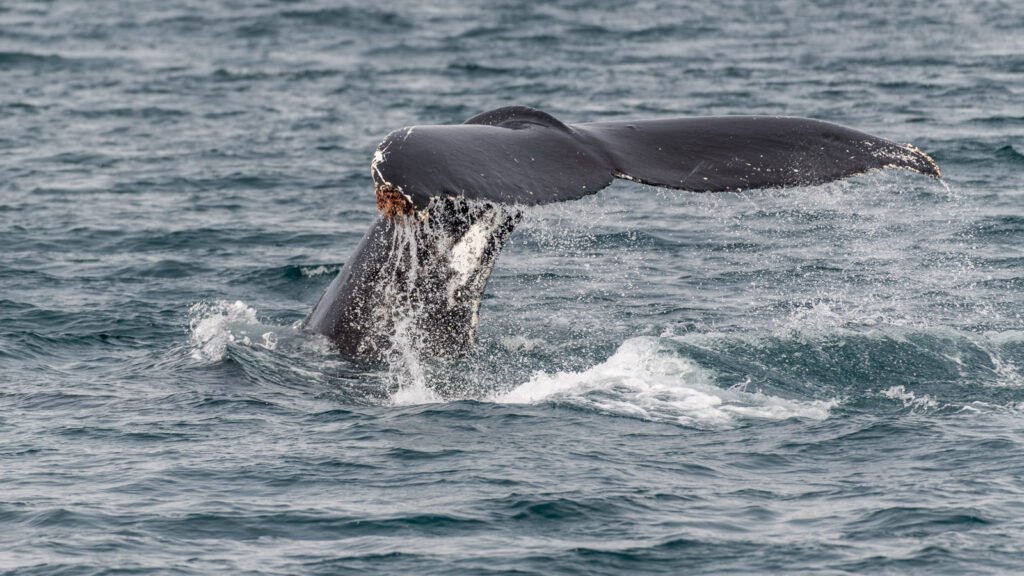 Die Fluke eines Wals taucht mit aufspritzendem Wasser ins Meer ein, Action-Aufnahme in der Tierfotografie.