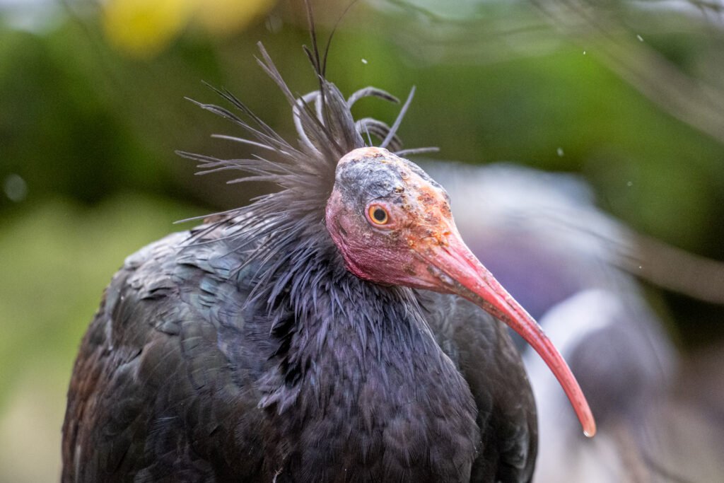 Nahaufnahme eines Waldrapps mit seinem markanten roten Schnabel und dem kahlen Kopf mit Federkranz, ausdrucksstarkes Charakter-Porträt.