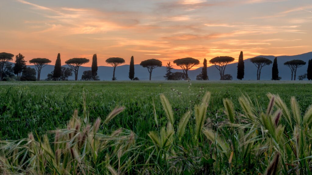 Toskana Landschaftsfotografie: Allee aus Pinien und Zypressen im goldenen Abendlicht über den Hügeln.