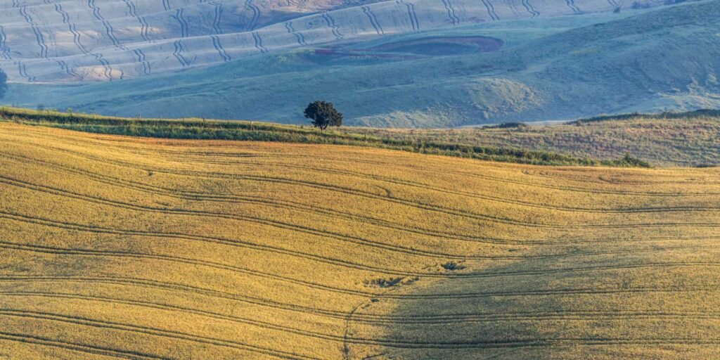 Goldene Getreidefelder in der Toskana mit grafischen Strukturen und einem einzelnen Baum am Horizont.