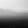 Das Wandbild Agriturismo Poggio Covili zeigt die berühmte Zypressenallee in der Toskana im Nebel als Schwarz-Weiß-Fotografie im Format 2:1.