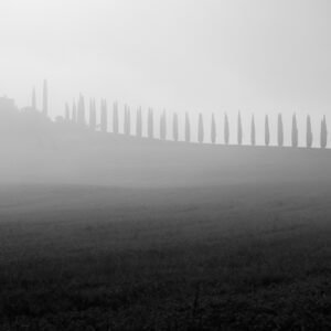 Das Wandbild Agriturismo Poggio Covili zeigt die berühmte Zypressenallee in der Toskana im Nebel als Schwarz-Weiß-Fotografie im Format 2:1.