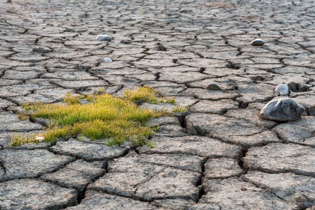 Nahaufnahme von vertrocknetem, rissigem Erdboden mit einer kleinen grünen Pflanze, die in der Mitte wächst.