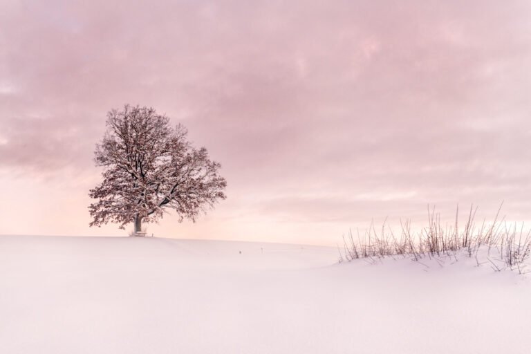 Minimalistische Fotokunst eines kahlstehenden Baumes im Schnee als hochwertiges Wandbild für moderne Räume.