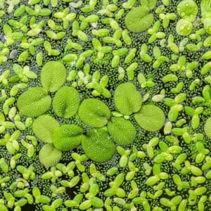 Das Wandbild Green zeigt eine detailreiche Draufsicht auf verschiedene grüne Wasserlinsen und Schwimmfarne mit feinen Wassertropfen auf der Oberfläche.