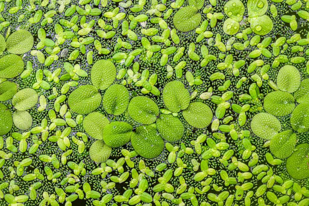 Das Wandbild Green zeigt eine detailreiche Draufsicht auf verschiedene grüne Wasserlinsen und Schwimmfarne mit feinen Wassertropfen auf der Oberfläche.