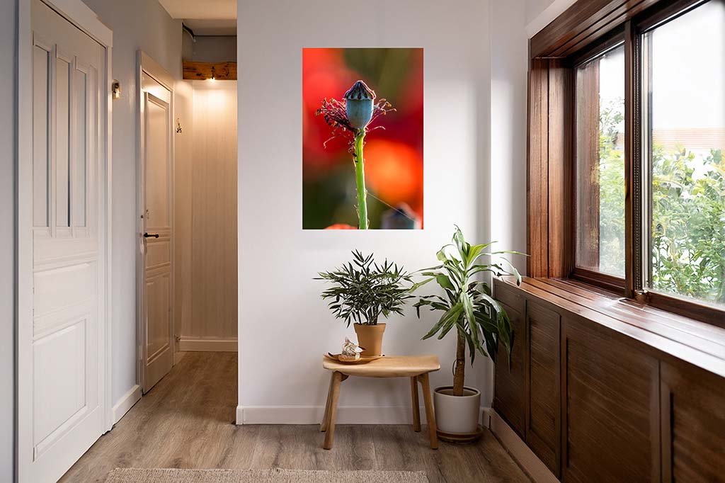 Das Wandbild Perfekte Mohnfrucht im 3:2 Format als vertikaler, kunstvoller Blickfang im hellen Flur eines modernen Wohnhauses.