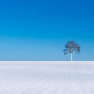 Wandbild "Winterbaum": Ein einzelner, verschneiter Baum in einer minimalistischen Winterlandschaft unter blauem Himmel.