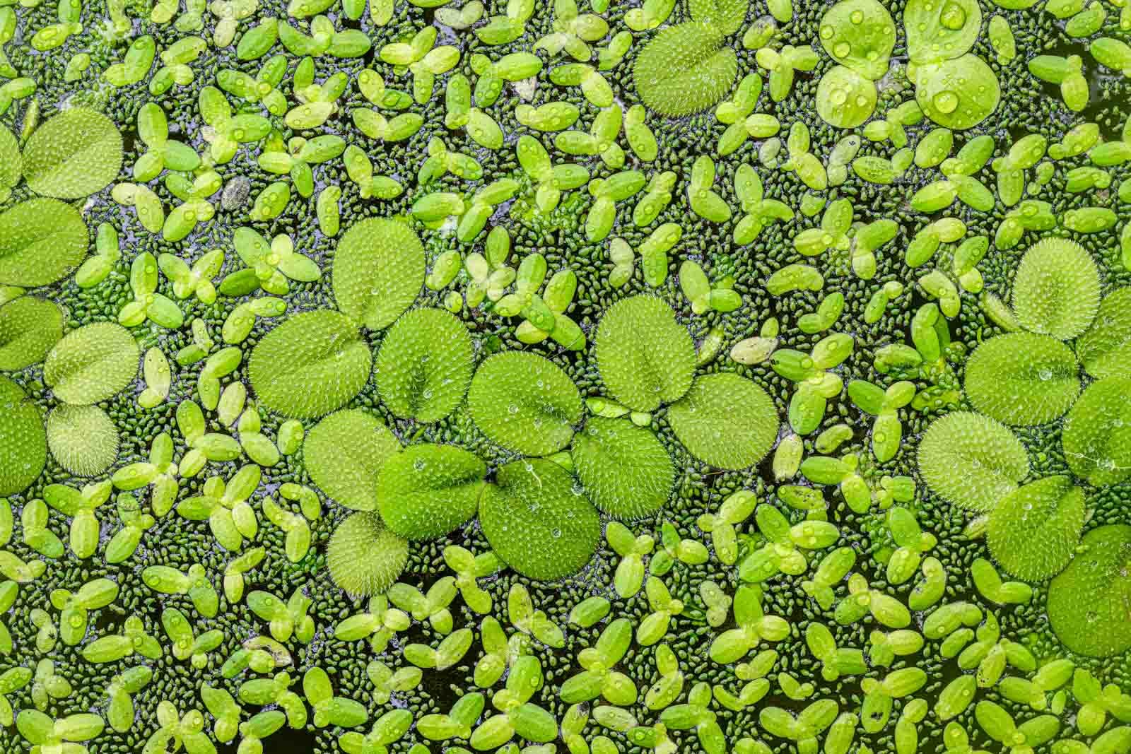 Detailaufnahme grüner Wasserlinsen und Schwimmfarne, die die Wasseroberfläche lückenlos bedecken.