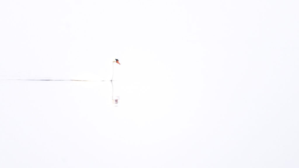 Minimalistische High-Key Fotografie eines weißen Schwans, der mit der hellen Wasserfläche verschmilzt.