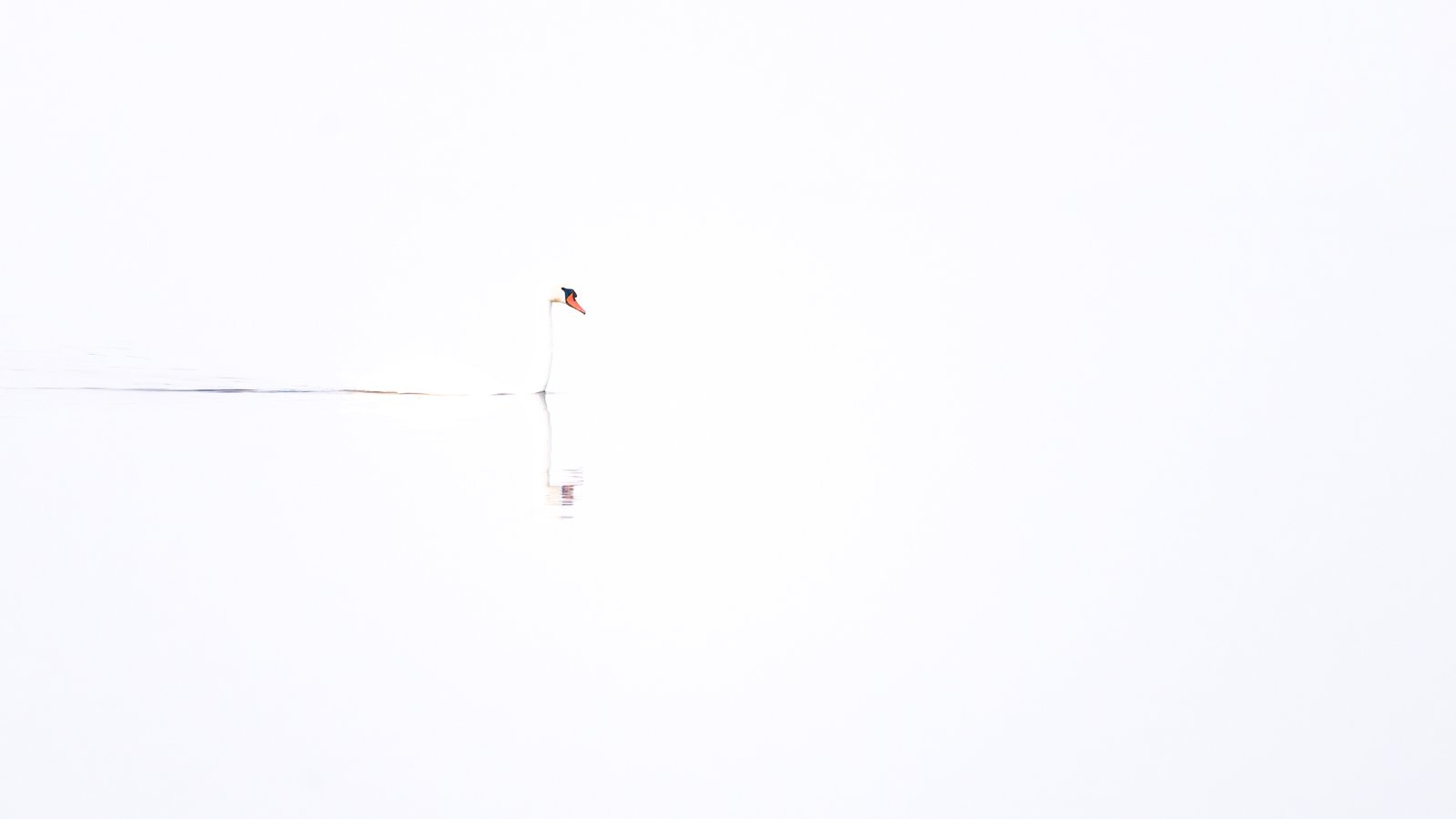 Minimalistische High-Key Fotografie eines weißen Schwans, der mit der hellen Wasserfläche verschmilzt.