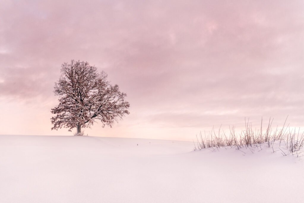 Minimalistische Winterlandschaft mit einem einzelnen verschneiten Baum auf einem Hügel unter einem zartrosa gefärbten Himmel.