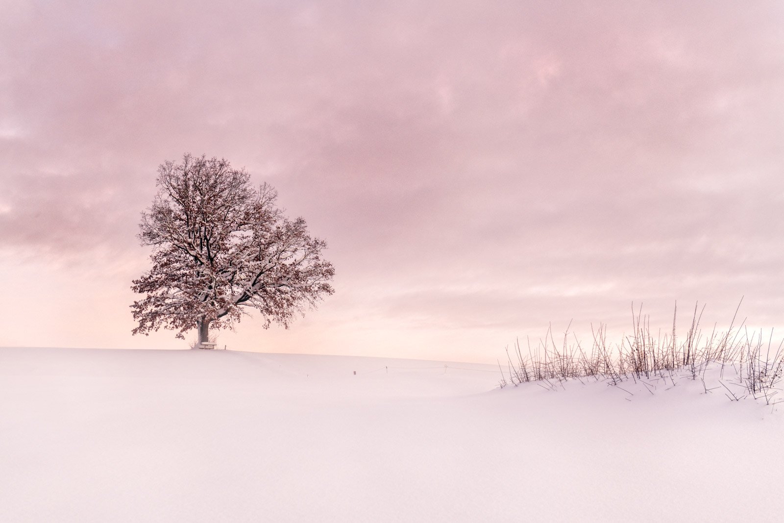 Minimalistische Winterlandschaft mit einem einzelnen verschneiten Baum auf einem Hügel unter einem zartrosa gefärbten Himmel.